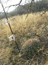 Ferocactus wislizeni image