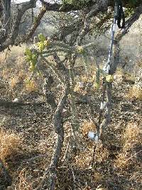 Cylindropuntia spinosior image