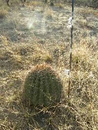 Ferocactus wislizeni image