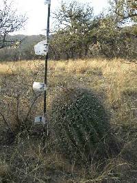 Ferocactus wislizeni image