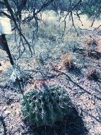 Ferocactus wislizeni image