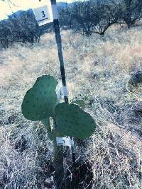 Opuntia engelmannii image