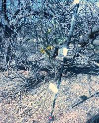 Cylindropuntia spinosior image