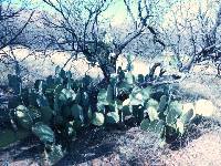 Opuntia engelmannii image