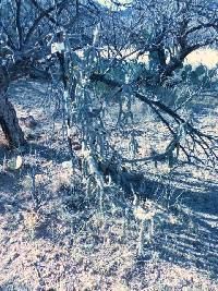 Cylindropuntia spinosior image