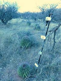 Ferocactus wislizeni image