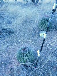 Ferocactus wislizeni image