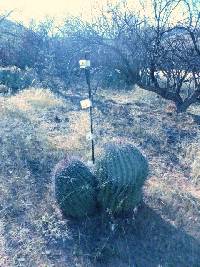 Ferocactus wislizeni image