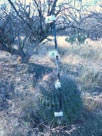 Ferocactus wislizeni image