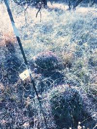 Ferocactus wislizeni image