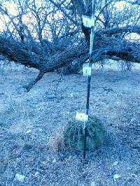 Ferocactus wislizeni image