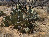 Opuntia engelmannii image