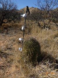 Ferocactus wislizeni image