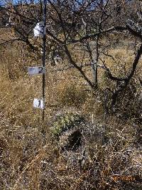 Ferocactus wislizeni image