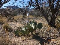 Opuntia engelmannii image