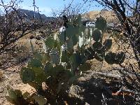 Opuntia engelmannii image