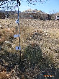 Ferocactus wislizeni image