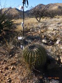 Ferocactus wislizeni image