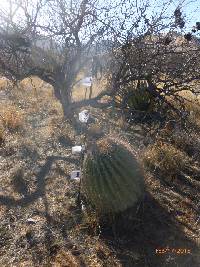 Ferocactus wislizeni image