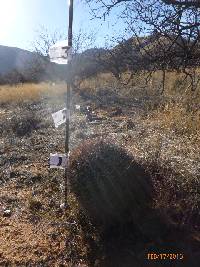 Ferocactus wislizeni image