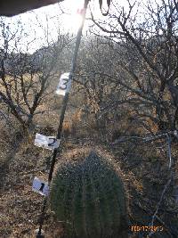 Ferocactus wislizeni image