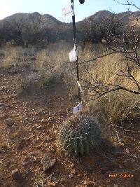 Ferocactus wislizeni image