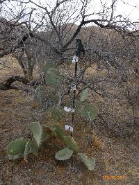 Opuntia engelmannii image