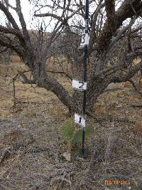 Opuntia engelmannii image