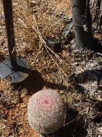 Echinocereus rigidissimus image