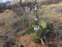 Opuntia engelmannii image