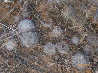 Mammillaria grahamii image