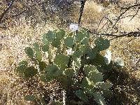 Opuntia engelmannii image