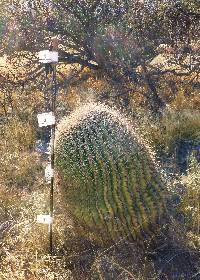 Ferocactus wislizeni image