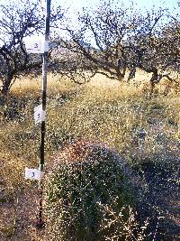 Ferocactus wislizeni image