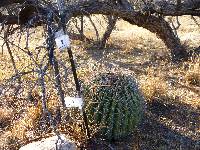 Ferocactus wislizeni image