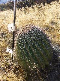 Ferocactus wislizeni image