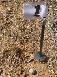 Echinocereus rigidissimus image