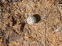 Echinocereus rigidissimus image