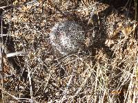 Mammillaria grahamii image