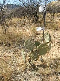 Opuntia engelmannii image