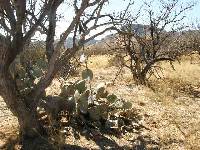 Opuntia engelmannii image