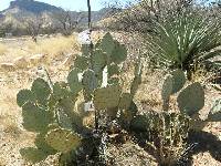 Opuntia engelmannii image