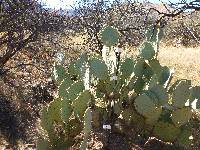 Opuntia engelmannii image