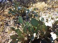 Opuntia engelmannii image