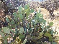 Opuntia engelmannii image