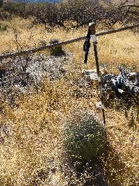 Ferocactus wislizeni image