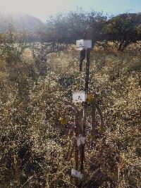 Cylindropuntia spinosior image