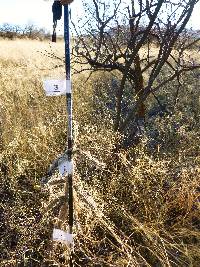 Cylindropuntia spinosior image