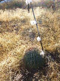 Ferocactus wislizeni image