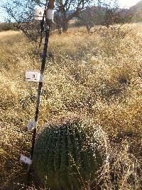 Ferocactus wislizeni image